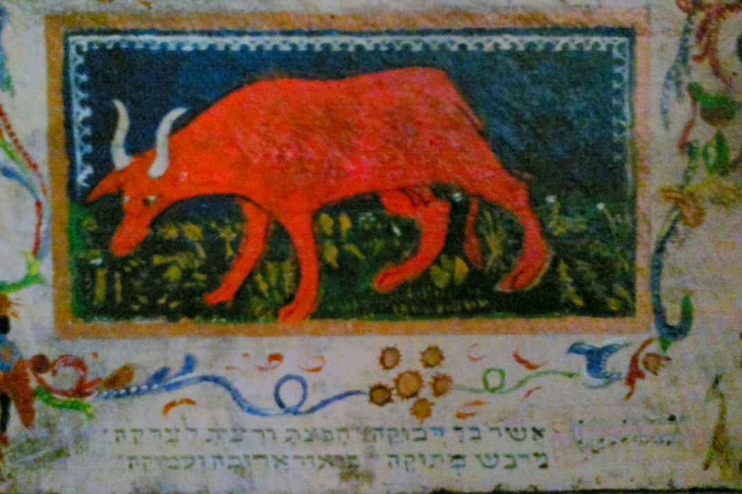Vache Rouge Israel Le Vaccin et la Vache Rousse | ZionKabbalah.com – Nouvelle Torah