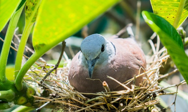 La Colombe, la Tourterelle et le Pigeon